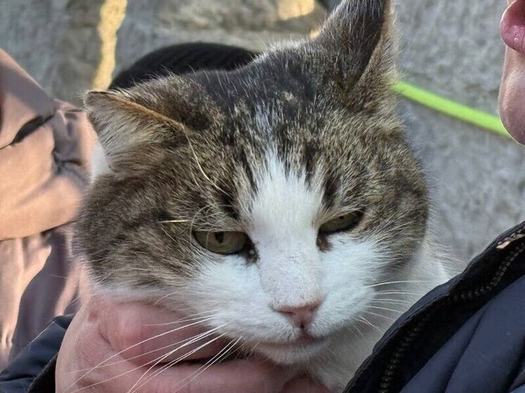 Кошка Муся, которая чудом спаслась, находится у ветеринара