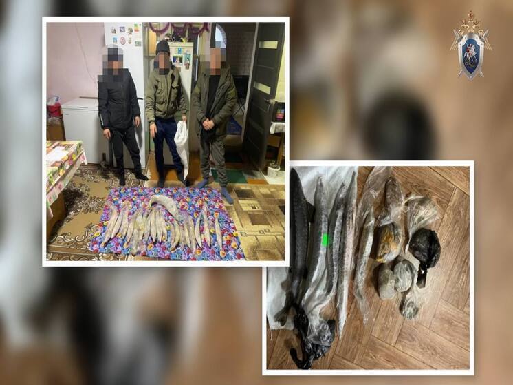 Астраханец попал под следствие за торговлю икрой краснокнижных рыб