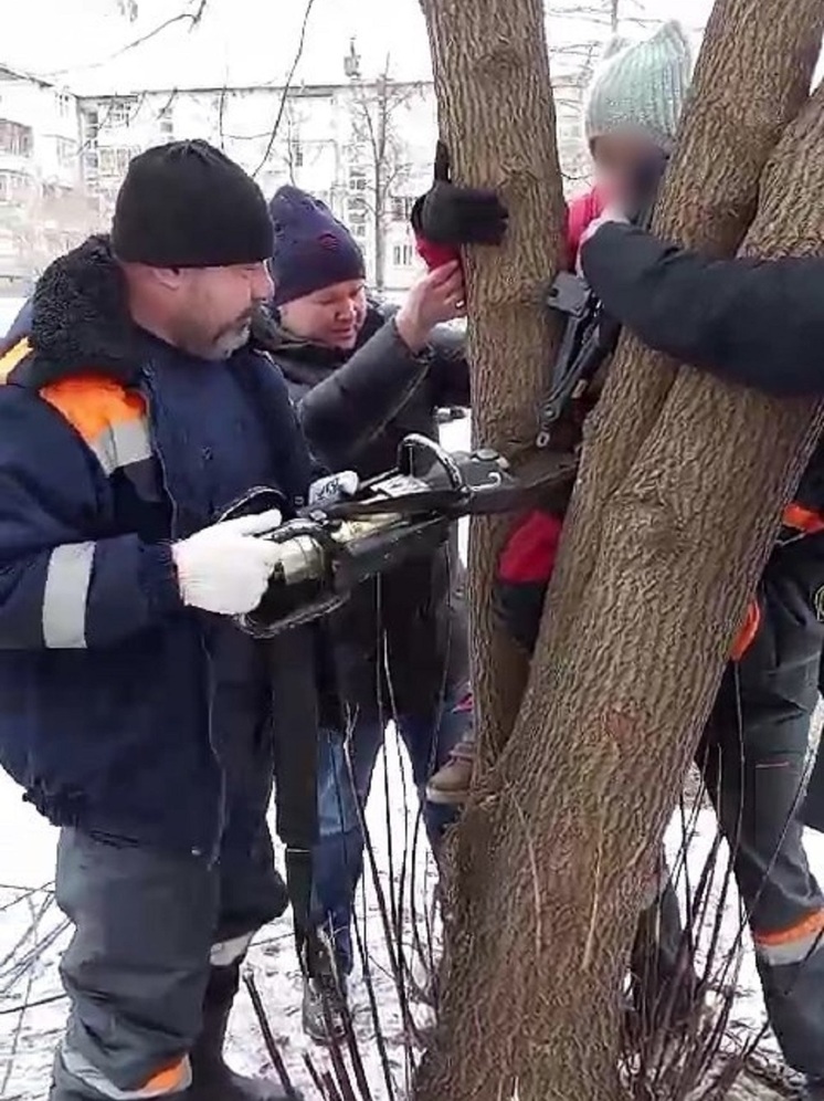 В Ярославле спасли школьницу, застрявшую между двумя стволами дерева