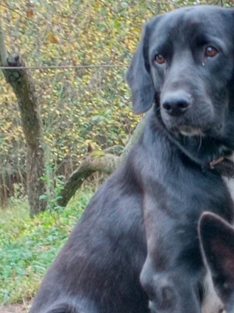 В калужской деревне Плетенёвка уже сутки ищут Малыша