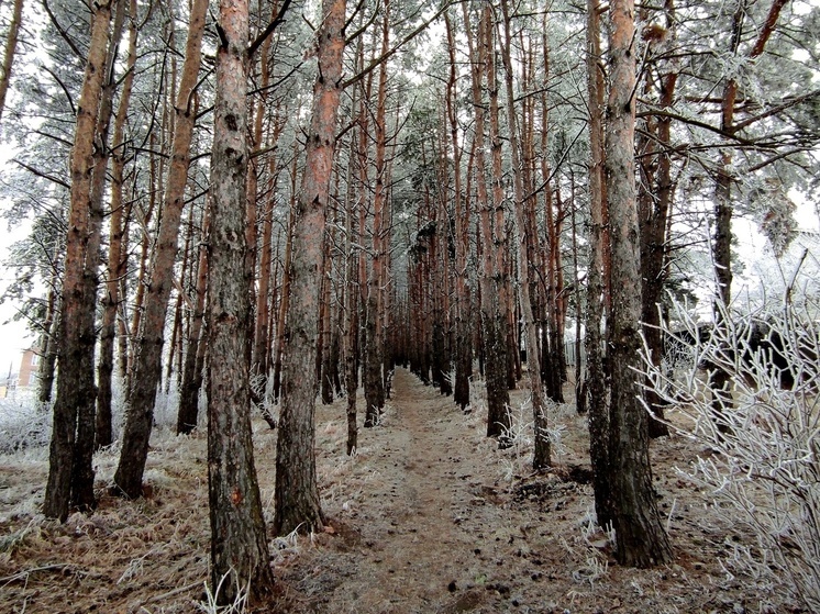 Территория лесов Северной Осетии к 2030 году прирастет на 340 гектаров