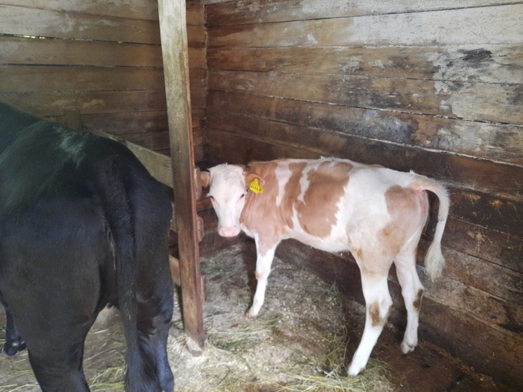 Фермерша-антипрививочница отказалась вакцинировать скот в Приморье: что ей грозит