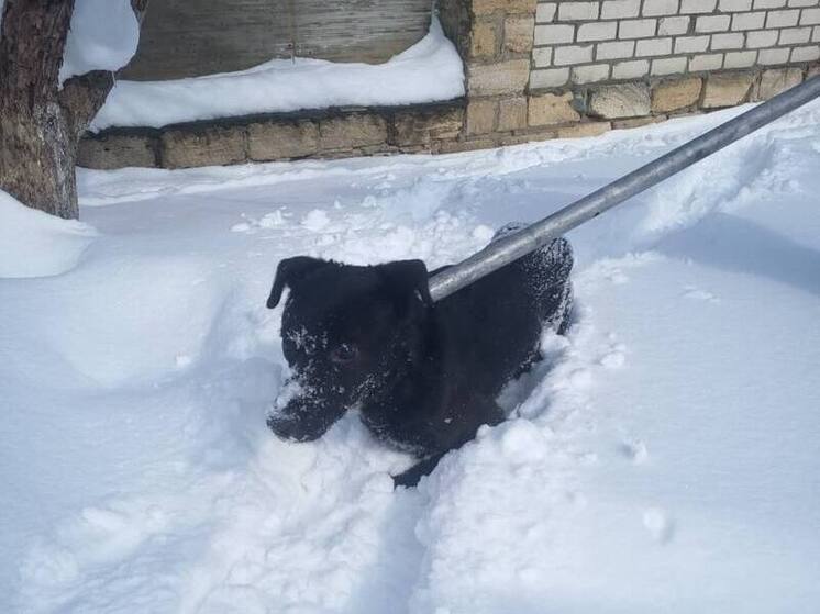 В Ставрополе спасли провалившуюся в котлован слепую собаку