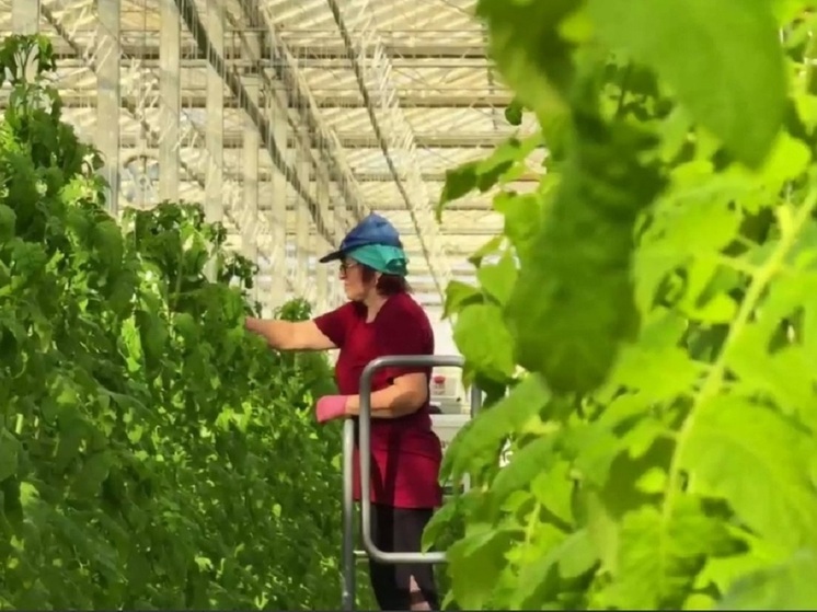 В Зугрэсе заработал восстановленный тепличный комплекс