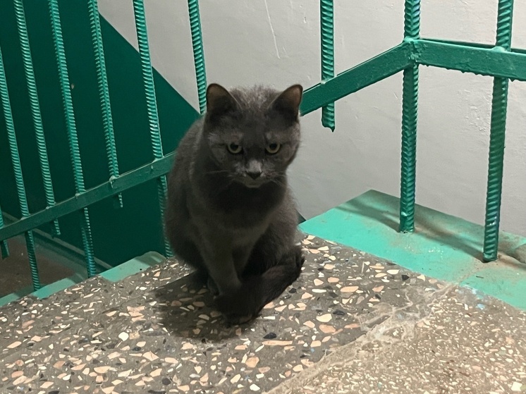 В ДНР живодёр жестоко избил кошку