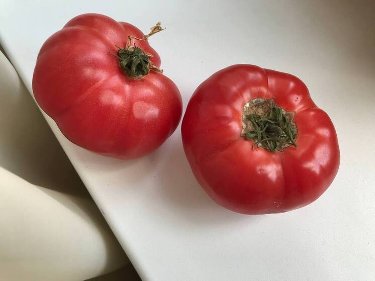 Лунный календарь: когда сажать рассаду томаты — в марте таких дней будет всего четыре