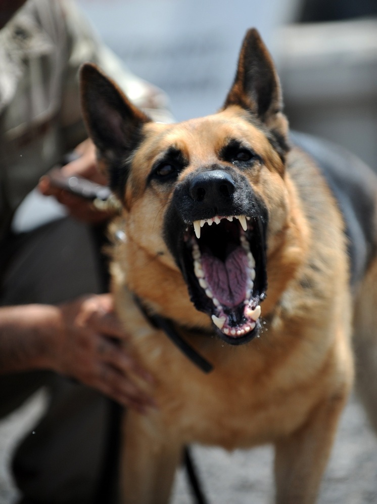 Агрессивная собака бросается на учеников калужского машиностроительного колледжа