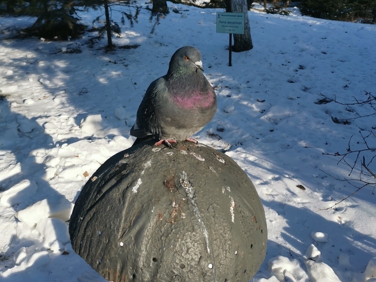 Морозы до -30 °С в Приморье: как изменится погода на следующей неделе