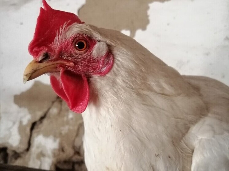 В Хакасии опасаются птичьего гриппа