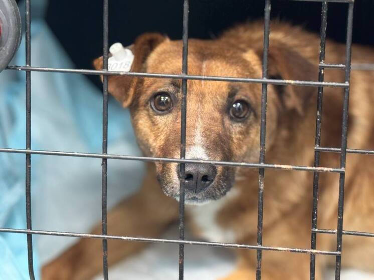 В Калуге взялись за безнадзорных собак