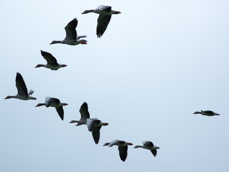 В Калужской области готовы к экстренному реагированию на африканскую чуму и птичий грипп