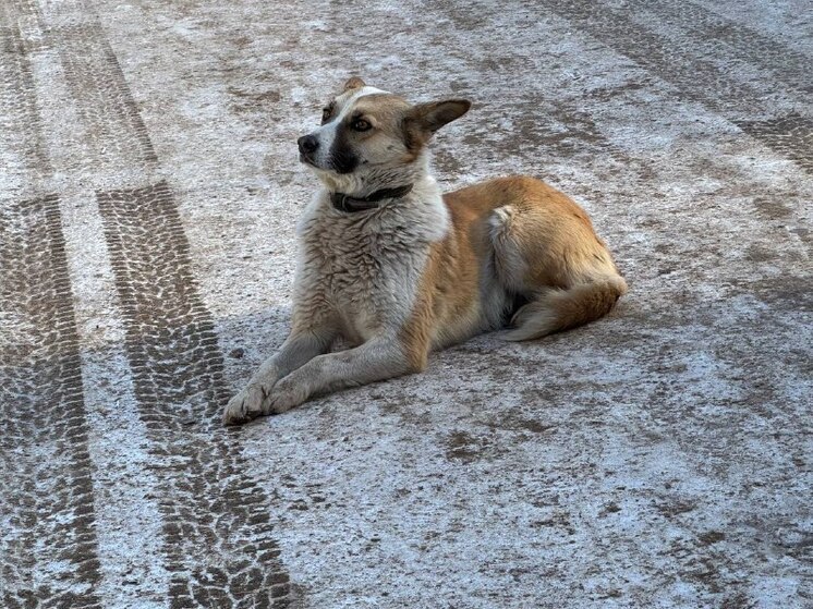 Бродячая собака покусала школьника в городе Хакасии
