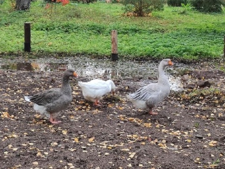 Конфликт из-за гусей в Черногорске закончился переломом челюсти