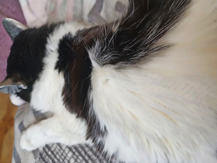 Оренбургские кошки отмечают свой праздник