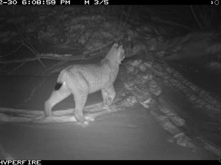 Рысь попалась в фотоловушку в лесу Хакасии