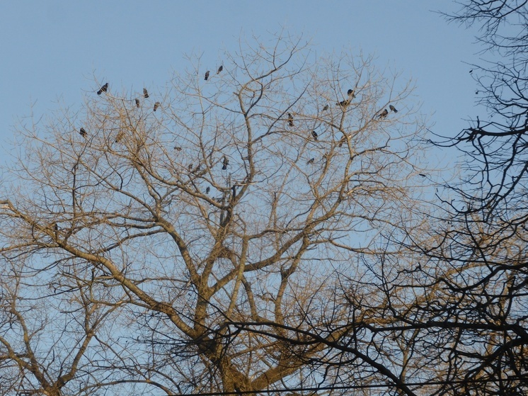 В Калугу прилетели грачи
