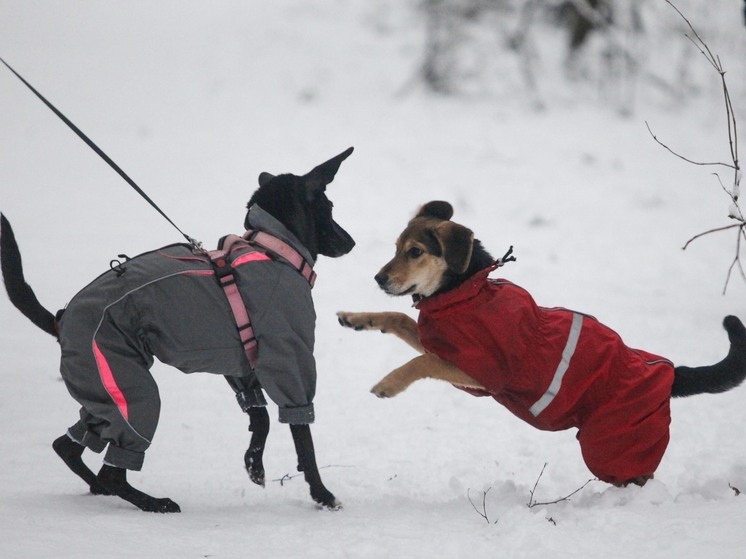 В Подмосковье начнут поверять чипы у собак в местах частого выгула