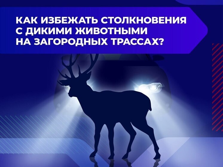 Весенняя осторожность на дорогах: как избежать столкновений с дикими животными