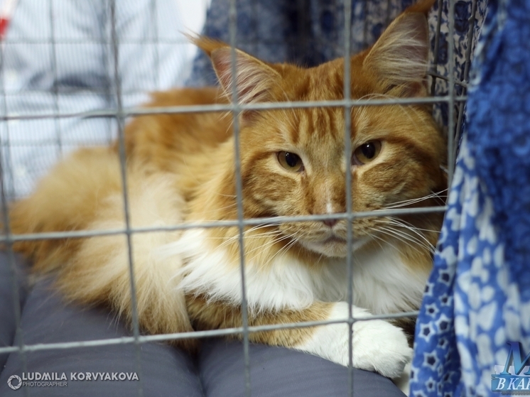 В Петрозаводске 1 марта пройдет выставка-раздача кошек из первого общественного приюта