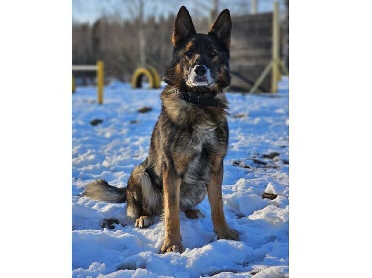 Смоленские полицейские ищут ответственных хозяев для собаки-пенсионера