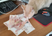 В России 1 марта отмечается День кошек