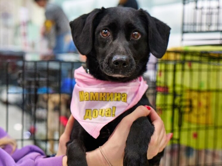 Больше 30 бездомных животных раздали во Владивостоке