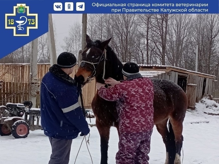 В Калужской области пересчитали лошадей