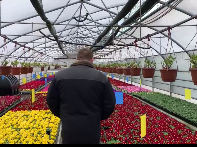 В теплицах Предгорного округа вырастили 5 тысяч тюльпанов к 8 марта