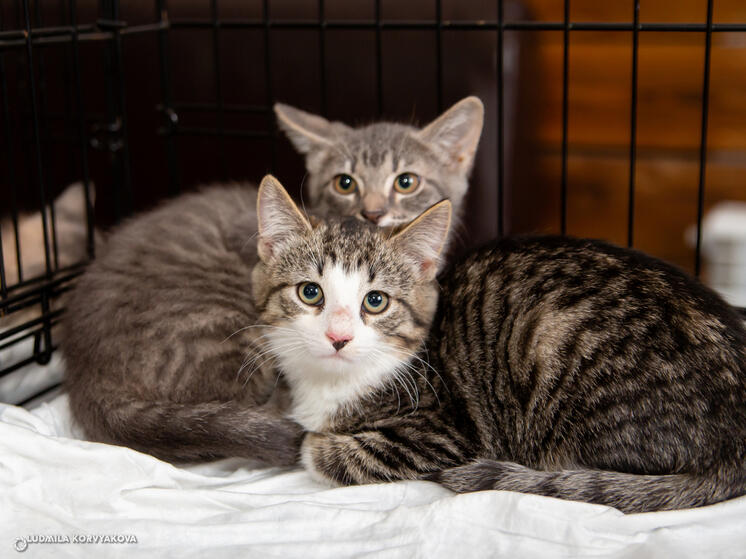 Первого марта в Петрозаводске стартовала выставка-раздача кошек, организованная Первым общественным приютом.