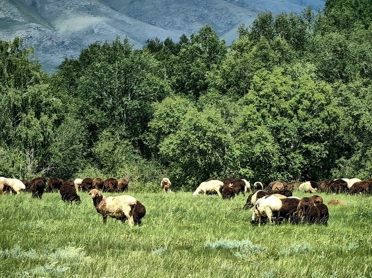 В Хакасии проверили здоровье больше полутора тысячам баранов