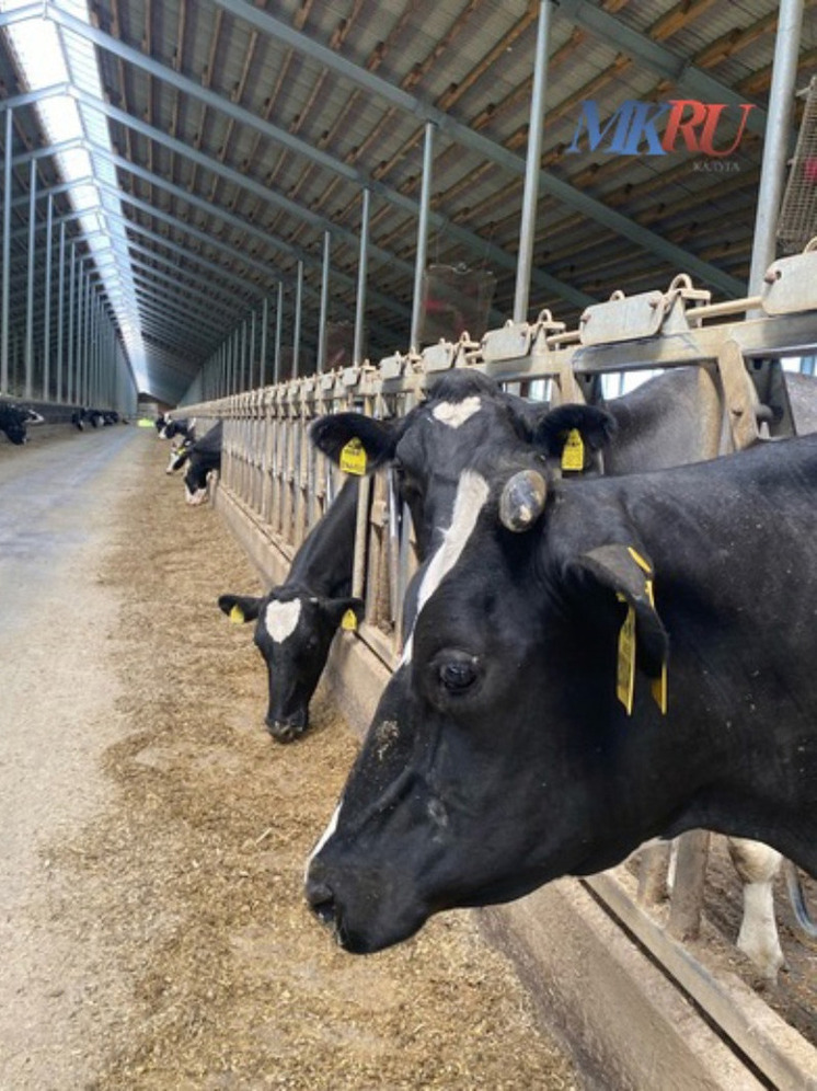 В Калужском регионе 65 сотрудников АПК получили награды