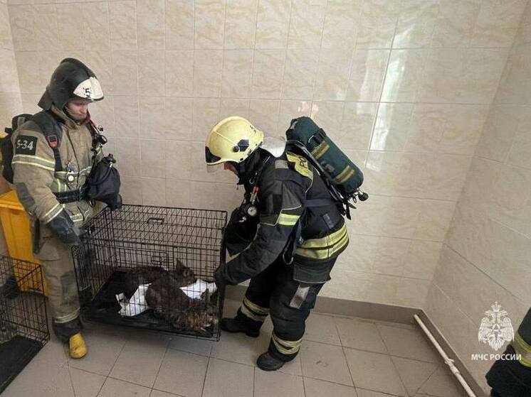 МЧС: на пожаре в ростовском зоопарке спасли капибар