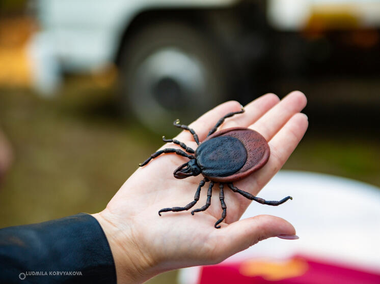  Роспотребнадзор предупредил о раннем пробуждении клещей в связи с теплой зимой