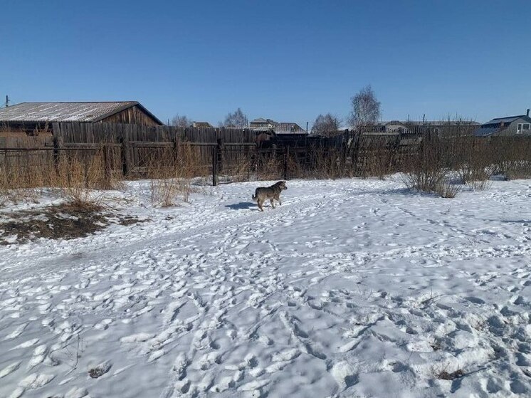 Стая агрессивных собак искусала школьницу в селе Хакасии