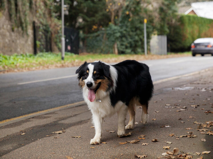 Прошло исследование чернобыльских собак: мутации в их ДНК удивляют ученых