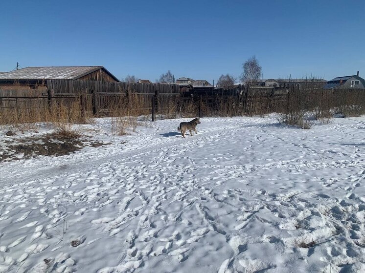 СК: в Хакасии стая домашних собак напала на 8-летнюю девочку.