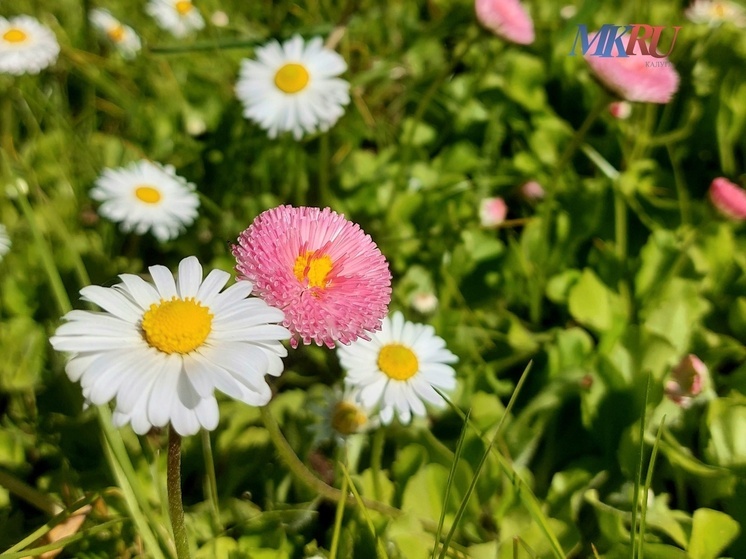 Калужским дачникам рассказали, за какие растения на участке они могут лишиться свободы