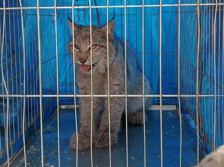 Прикормленную рысь поймали во дворе дома в Забайкалье
