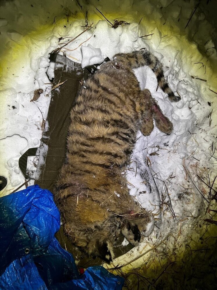 Истощенного тигренка обнаружили вблизи села в Хабаровском крае