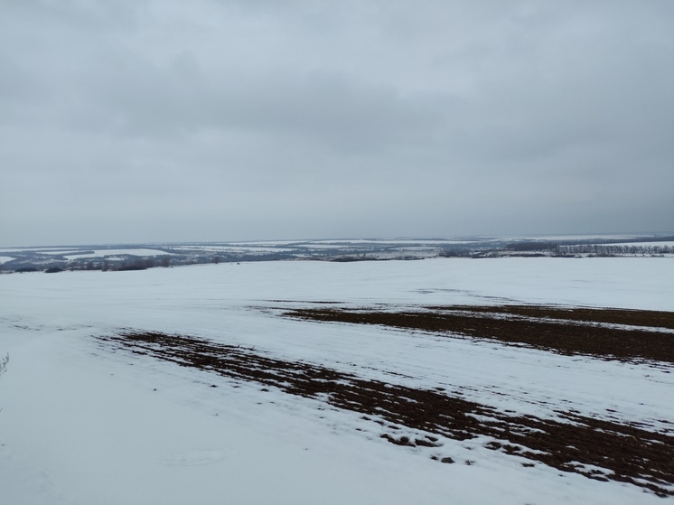 Жизнеспособность озимых оценили в ЛНР