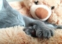 Дневной сон для ребенка необходим