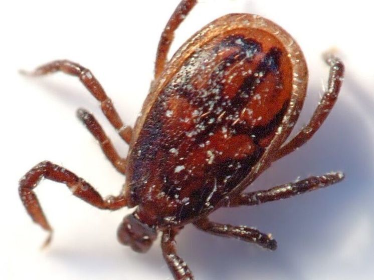 Клещи активизировались сразу в нескольких округах области