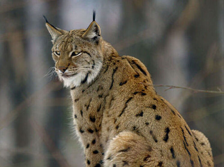 В лесах Подмосковья вновь заметили краснокнижных рысей