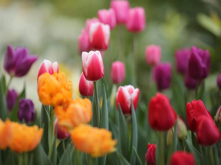 Волгоградцам предложили идеи бюджетных подарков на 8 Марта