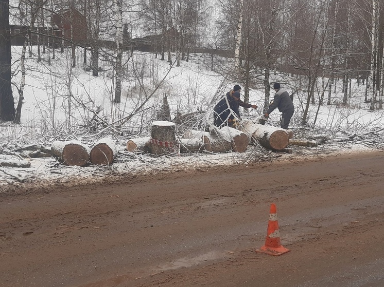 В Боровичах начали вывозить обрушенные непогодой деревья