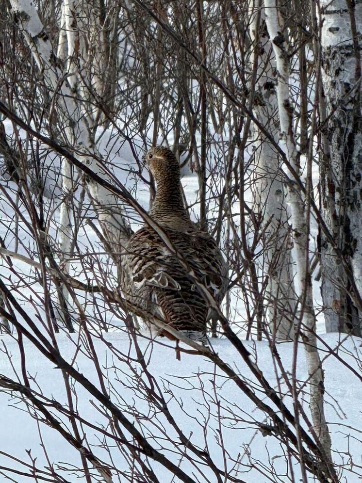 Красивых и упитанных самок каменных глухарей заметили у рек в Амурской области