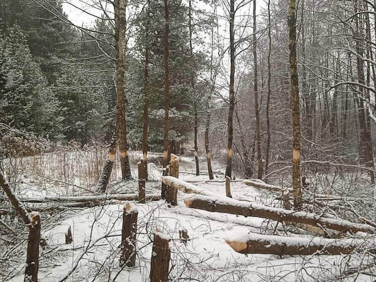 В лесах округа Егорьевск бобры устроили незаконную рубку