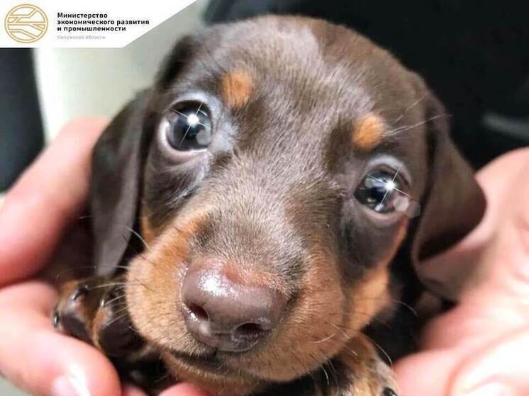 Калужанину помогли найти потерянную таксу