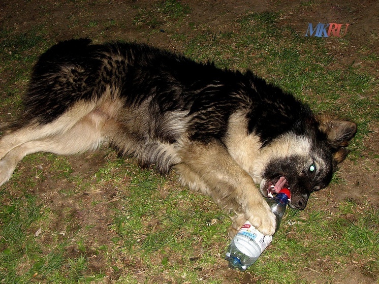 В Калуге запретили подкармливать бездомных собак