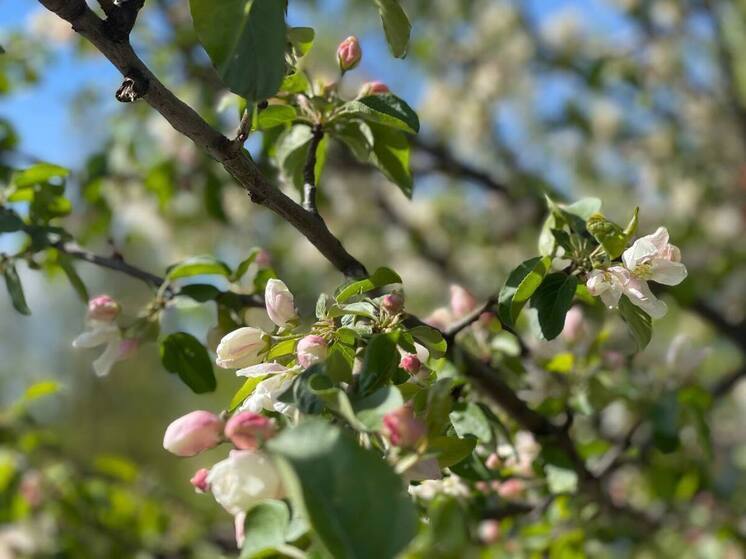 На 8 Марта «небесная канцелярия» подарит женщинам шикарный подарок: жара до +20 градусов! Такой весны на нашем веку еще не бывало